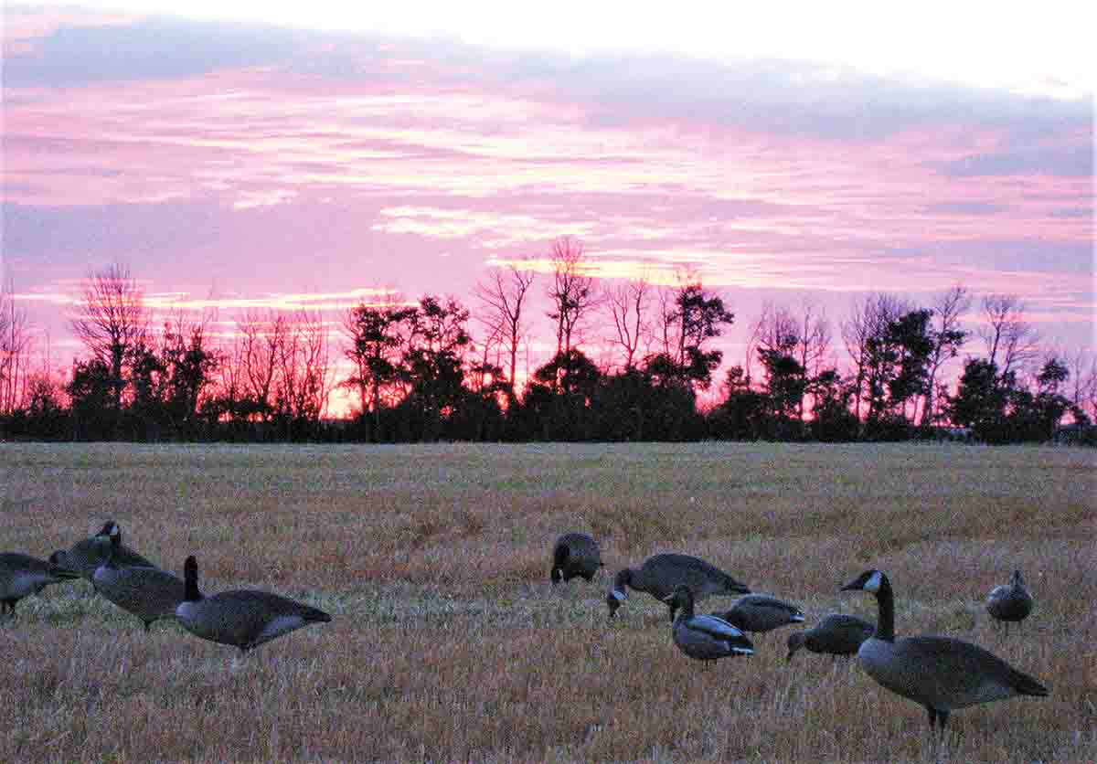 The biggest advantage of tungsten shot is for goose hunting, whether over nearby decoys or pass shooting.